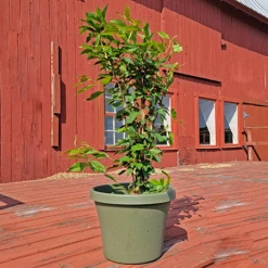 10 Pack Of Kwanzan Cherry Blossom Tree Seedlings