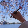 Pink Cherry Blossom Flower Pen -Gift Sales Shop Cherry Blossom Flower Pen