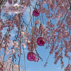 Cherry Blossom Glass Balls