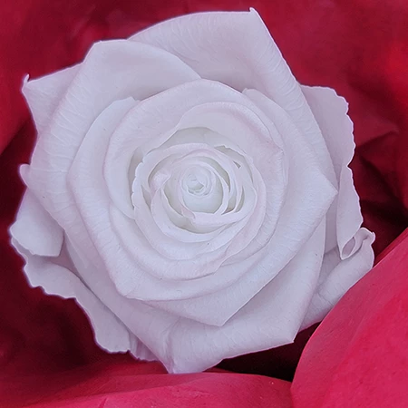 Glory White House Rose Head 3 Glory White House Rose Head