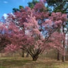 Official Japanese Okame Cherry Blossom Tree -Gift Sales Shop Japanese Okame Cherry Blossom Tree NA L
