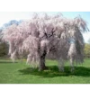Live Weeping Japanese Cherry Blossom Tree Seedling -Gift Sales Shop Japanese Weeping Cherry Blossom Tree L