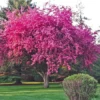 Live Kwanzan Cherry Tree -Gift Sales Shop Live Kwanzan Cherry Tree L