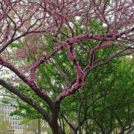Murasaki Amerikahanazuou Sakura Blossom Tree 3 Murasaki Amerikahanazuou Sakura Blossom Tree