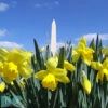 Limited Floral Print : Washington Monument In Early Spring -Gift Sales Shop Luke Washington Monu Early Spring
