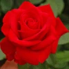 First Lady Nancy Reagan Scarlet Landscape Rose Seedling -Gift Sales Shop Nancy Reagan Red White House Landscape Rose Plant L