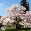 Live Yoshino Cherry Blossom Tree Seedling -Gift Sales Shop Yoshino Cherry Blossom Tree L